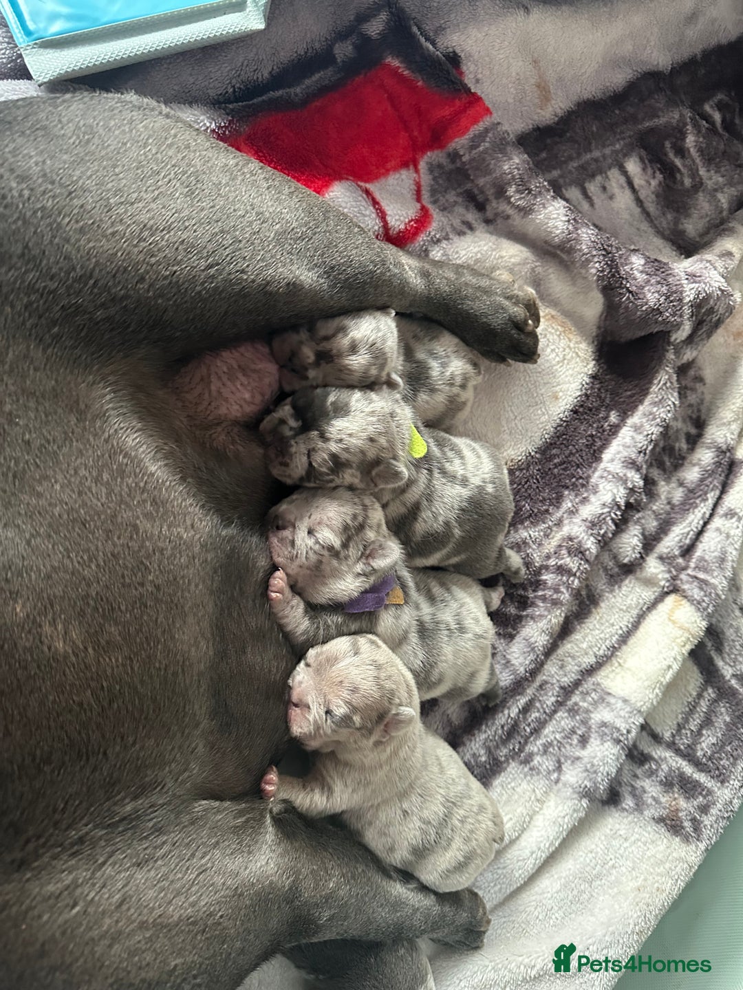 French Bulldog dogs for sale: Blue merle French bulldog puppy  - Advert 3