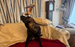 Mixed Breed dogs for sale: Belgian Malinois X Caucasian Shepherd  - Image 7
