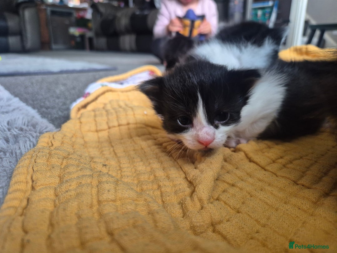 Mixed Breed cats for sale: 4 black and white kittens - Image 5