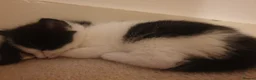 Mixed Breed cats for sale: Sweet Kittens Raised with Love and Children - Advert 11