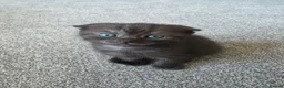 Scottish Fold cats for sale: Scottish Fold Kitten in Tadworth - Advert 3