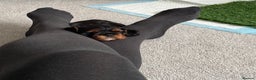 Cavalier King Charles Spaniel dogs for sale: Black and Tan boy - Advert 4