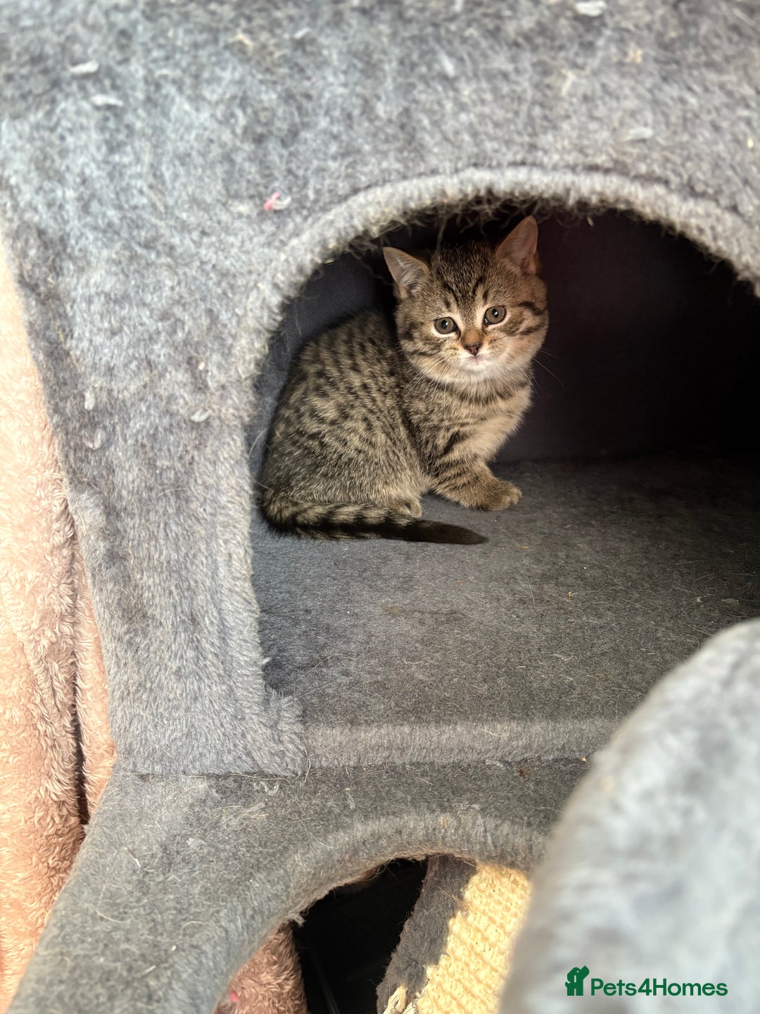 British Shorthair cats for sale: 6 Gorgeous British Shorthairs for sale  - Image 14
