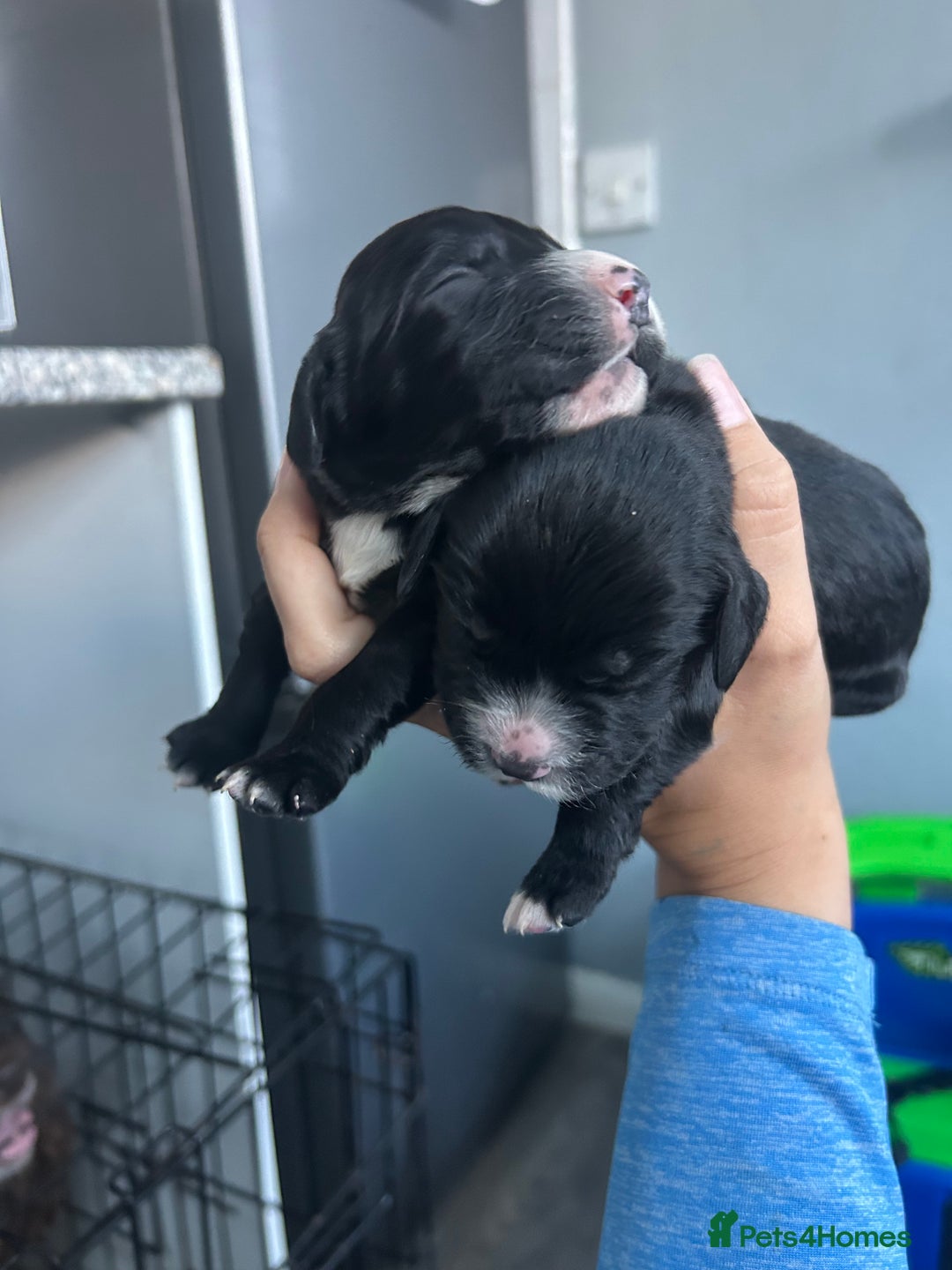 Cocker Spaniel dogs for sale: Cocker spaniel puppies  - Image 9