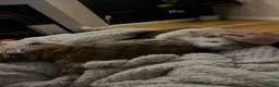 Lionhead rabbits for sale: Richard in Winsford - Advert 4