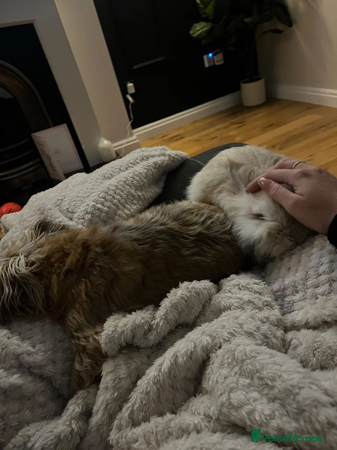 Lionhead rabbits for sale: Richard in Winsford - Advert 4