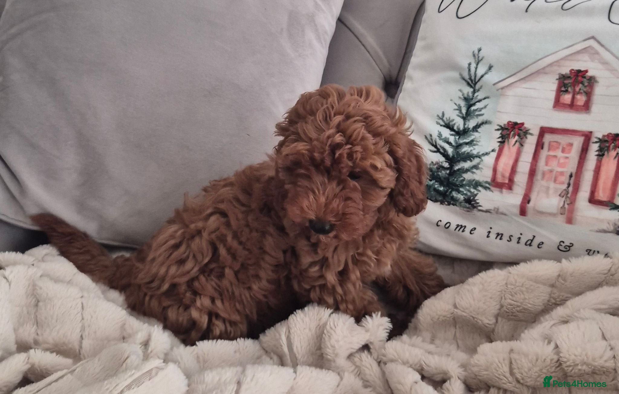 Cavapoo dogs F1B HEALTH TESTED RUBY CAVERPOOS  - Advert 3