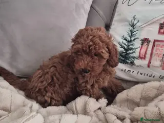 Cavapoo dogs F1B HEALTH TESTED RUBY CAVERPOOS - Advert 3