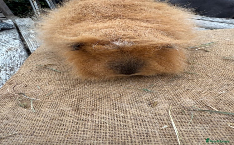 Guinea Pig rodents - Advert 11