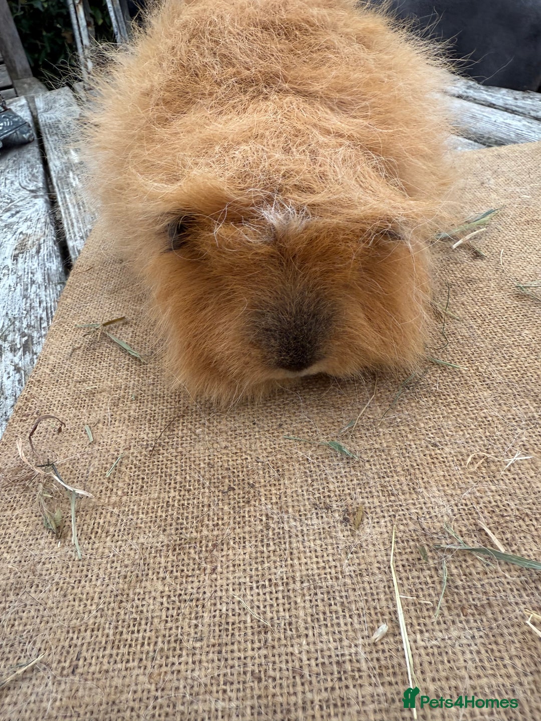Guinea Pig rodents for sale: Pure bred California & Swiss guineapigs  - Image 1