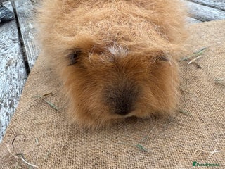 Guinea Pig rodents - Advert 30