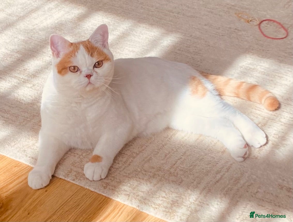 British Shorthair cats British shorthair  - Advert 1