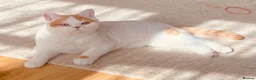 British Shorthair cats for sale: British shorthair  - Advert 1