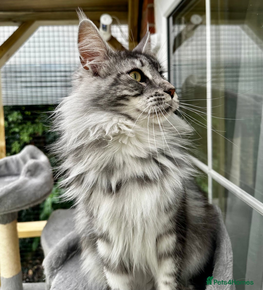 Maine Coon cats for sale: GCCF Registered Maine Coon Full of Affection  - Image 1