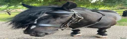 Irish Cob horses for sale: Black mare 13’2 in Downham Market - Advert 3