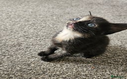 British Shorthair cats for sale: Male and female kittens for sale  - Image 14