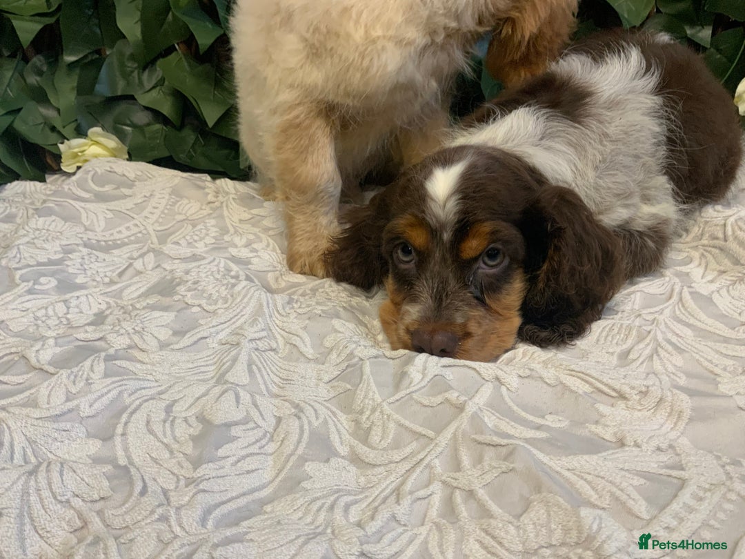 Cocker Spaniel dogs for sale: Show cocker spaniels  - Advert 5