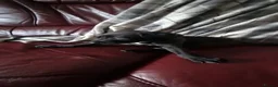 Mixed Breed dogs for sale: Whippet X Lurcher Puppies - Advert 8