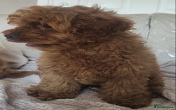 Cavapoo dogs for sale: 💙fox red cavapoo puppies💙 - Image 7