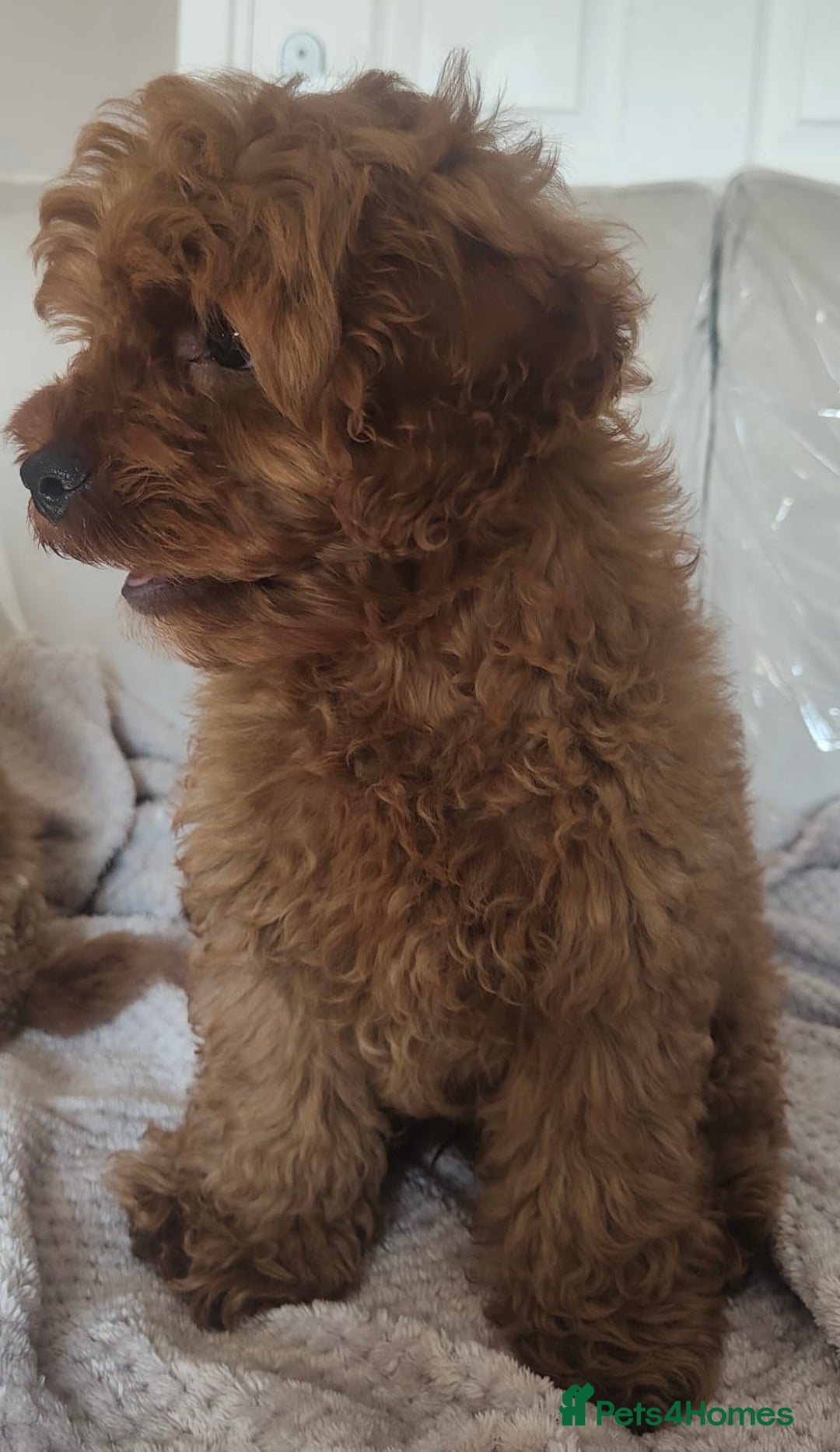 Cavapoo dogs for sale: 💙fox red cavapoo puppies💙 - Image 7