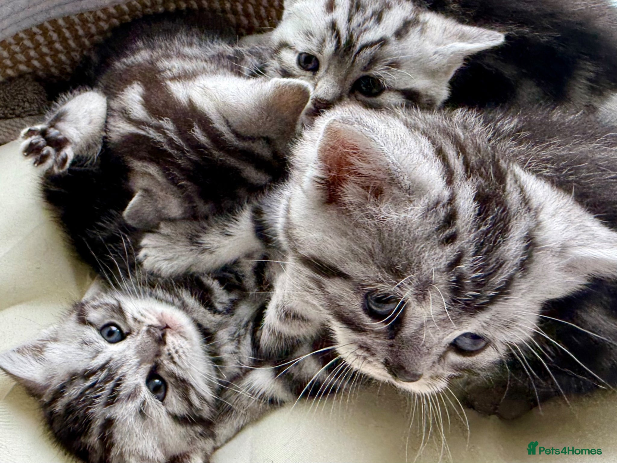 British Shorthair cats GCCF Rare Show Quality BSH Silver Tabby Kittens  - Advert 1