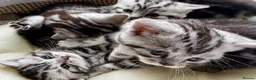 British Shorthair cats for sale: GCCF Rare Show Quality BSH Silver Tabby Kittens  - Advert 4