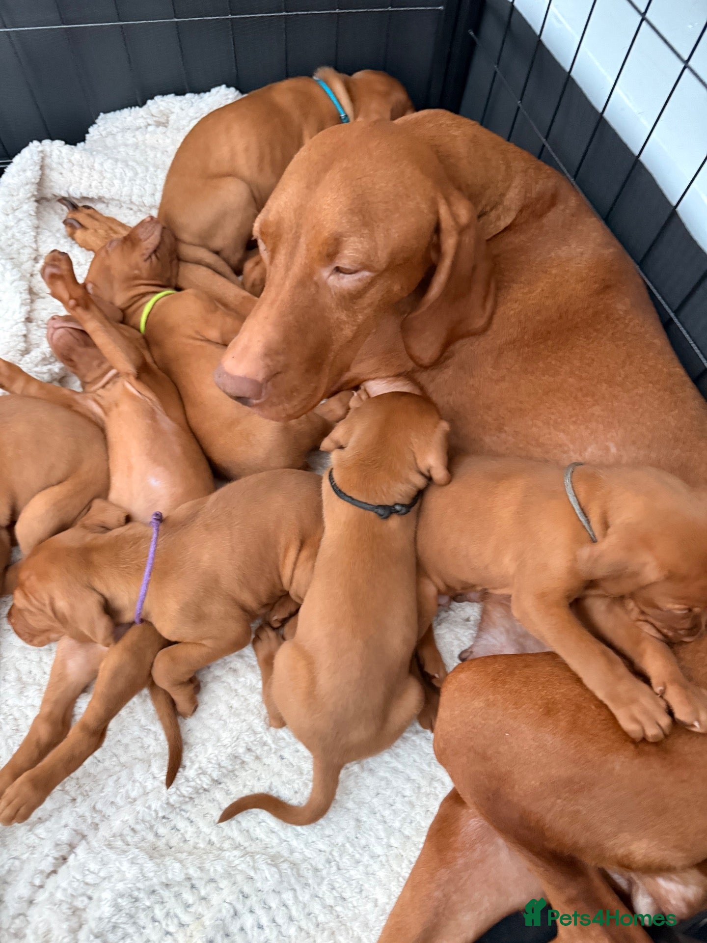 Hungarian Vizsla dogs for sale: Prime Pedigree Hungarian Vizsla Puppies - Advert 1
