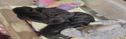 Great Dane dogs for sale: Black Great Dane Puppies  - Advert 11
