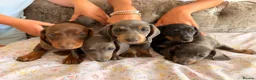 Miniature Dachshund dogs for sale:  Adorable Dachshund Puppies 🐶  - Advert 1