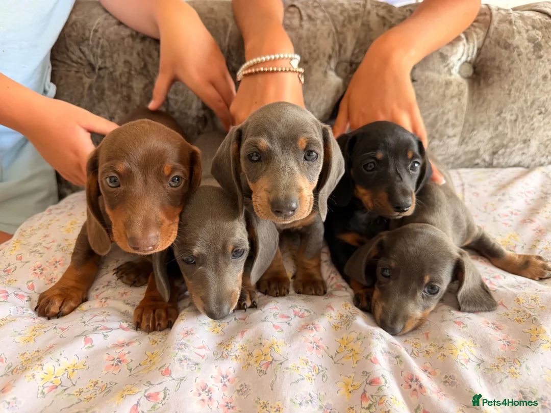 Miniature Dachshund dogs for sale:  Adorable Dachshund Puppies 🐶  - Advert 1