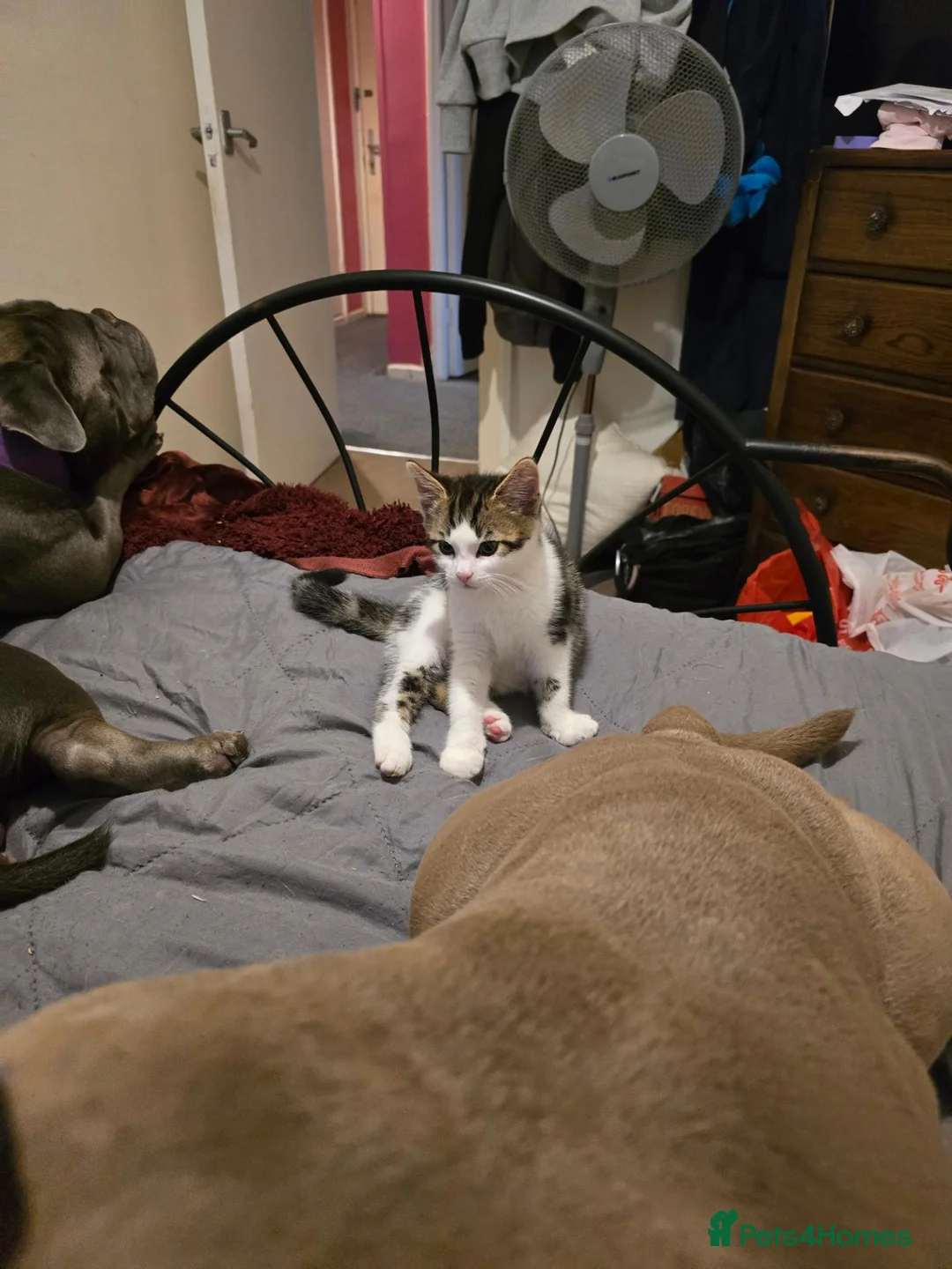 Mixed Breed cats for sale: Tabby female kitten  - Advert 5