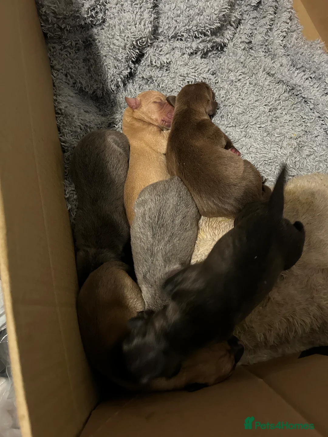 Mixed Breed dogs for sale: Bull Greyhounds (Lurchers) - Advert 9