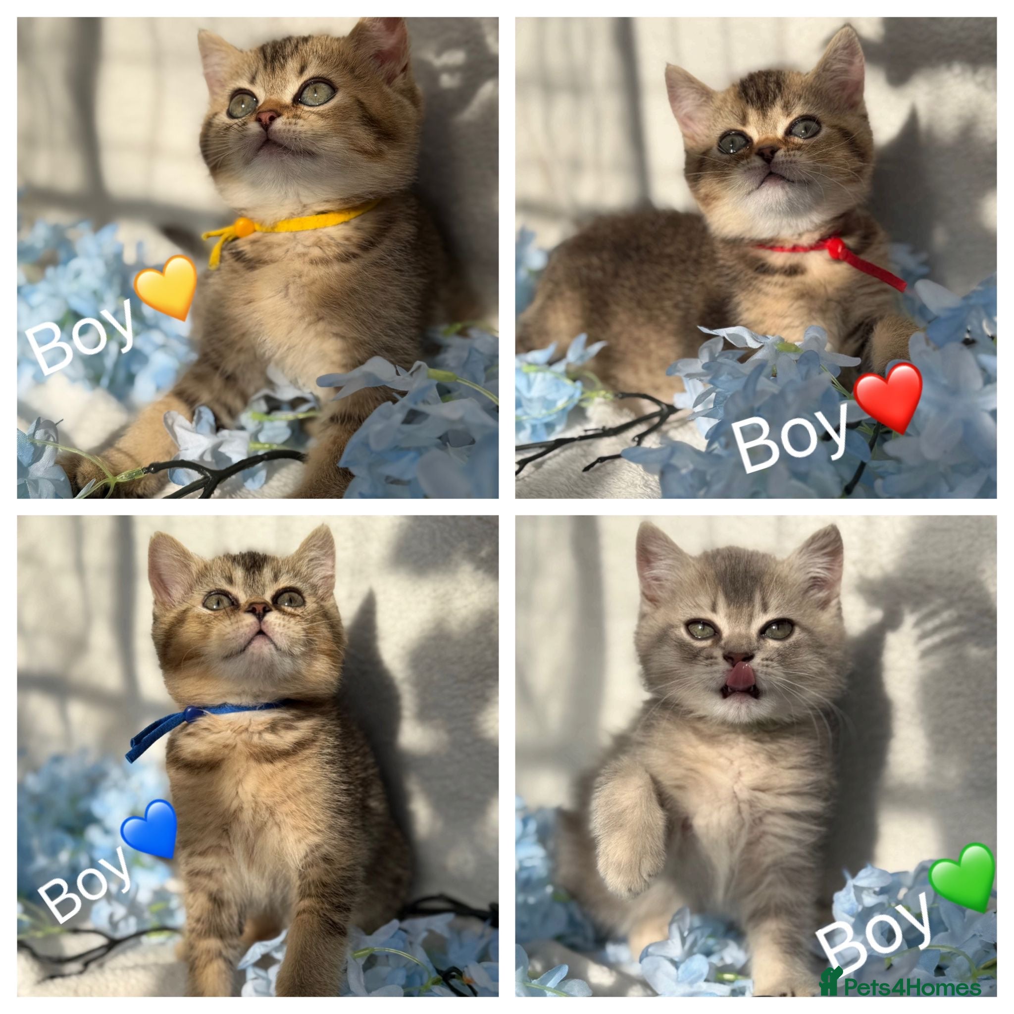 British Shorthair cats ✨5 TICA STUNNING BRITISH SHORTHAIR KITTENS✨ - Advert 13