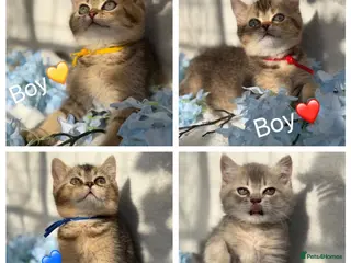 British Shorthair cats ✨5 TICA STUNNING BRITISH SHORTHAIR KITTENS✨ - Advert 13
