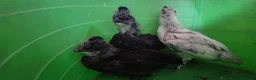 Chickens poultry for sale: 4 week old mixed Bantams  - Advert 6