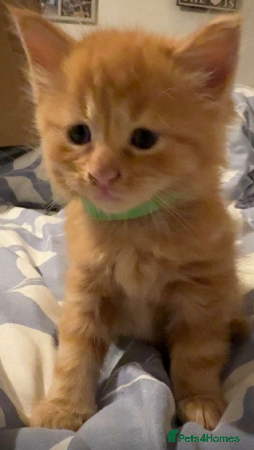 Maine Coon cats for sale: Maincoon kittens  - Advert 11