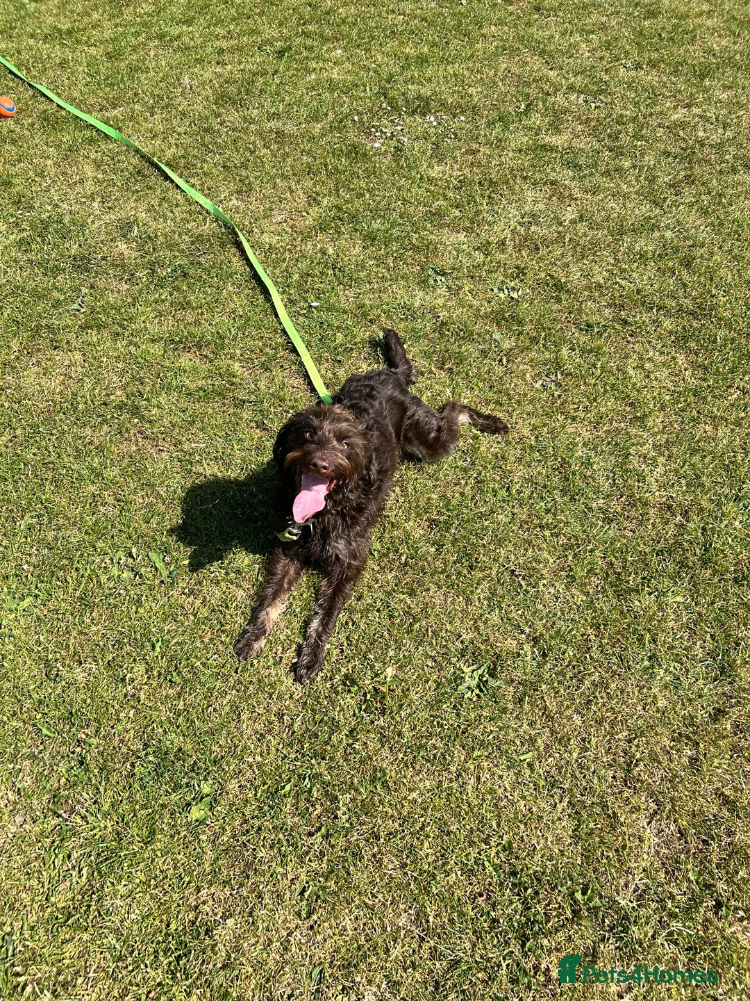 Labradoodle dogs for sale: ✨Loving Labradoodle Looking for His Forever Home✨ - Advert 10