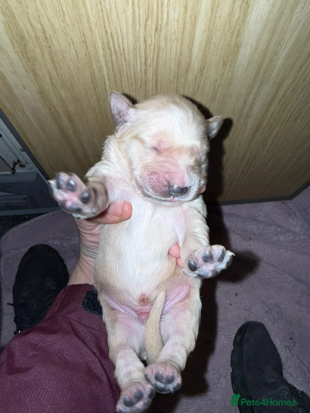 Golden Retriever dogs for stud: Catrigg macadamia (MAX) - Advert 13