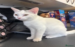 Mixed Breed cats for sale: 2 Beautiful Female Cats 6 months and 1 year old  - Image 2