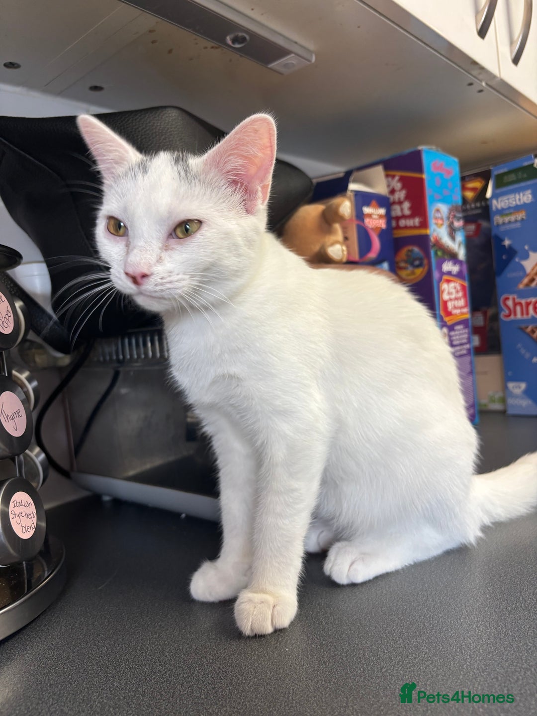 Mixed Breed cats for sale: 2 Beautiful Female Cats 6 months and 1 year old  - Image 2