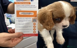 Cavalier King Charles Spaniel dogs for sale: King Charles cavalier spaniel - Image 7