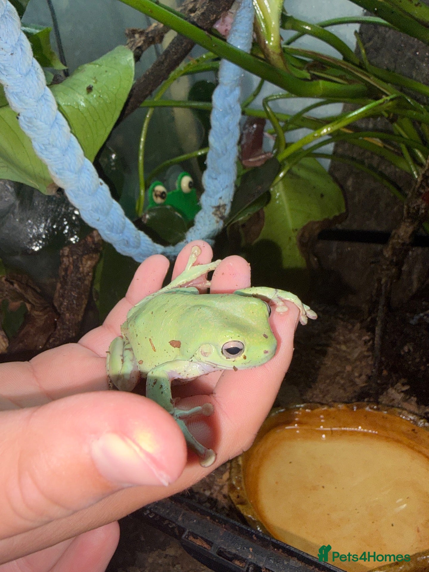 Frog reptiles 11 Whites Tree Frogs and full enclosure for sale - Advert 1