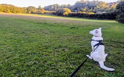 Mixed Breed dogs for sale: Meet Indy – Seeking a Safe and Loving Home - Image 4