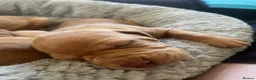 Hungarian Vizsla dogs for sale: Crufts Best in Show & Elite working Bloodlines - Advert 22