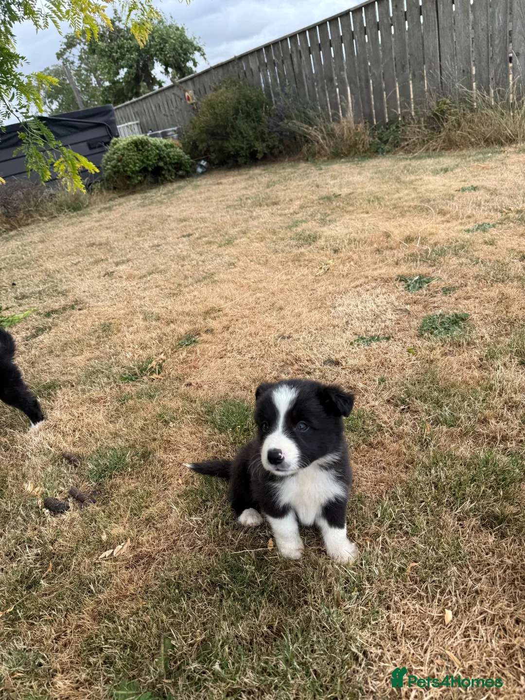 Border Collie dogs for sale: Fantastic Rough Coated Border Collies - Advert 15