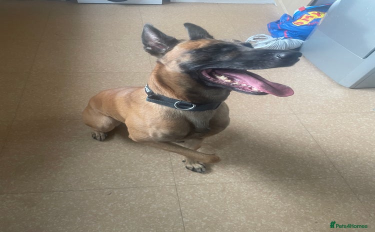 Belgian Shepherd Dog dogs - Advert 1