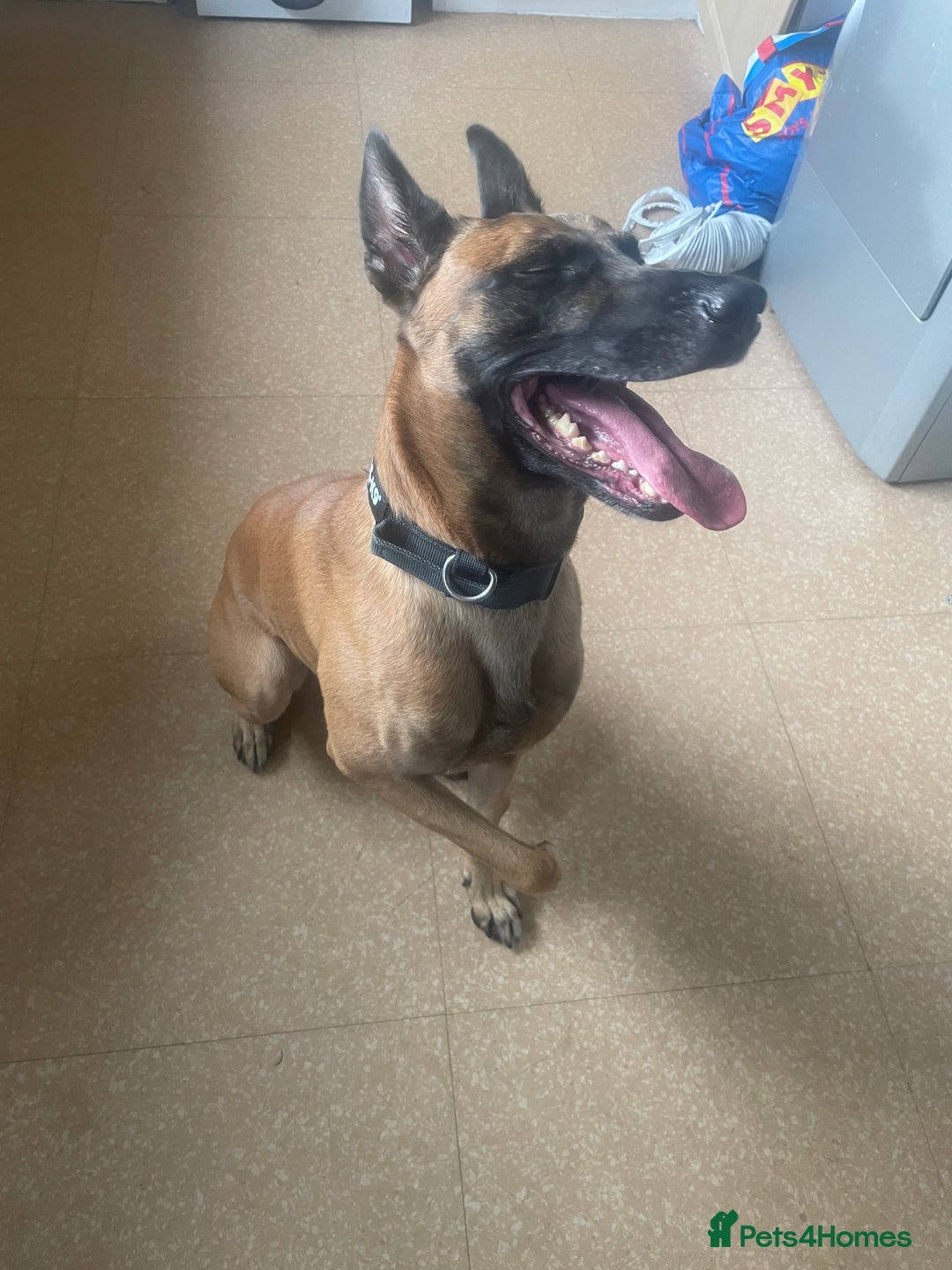 Belgian Shepherd Dog dogs for sale: Cai Belgian mal  - Image 1