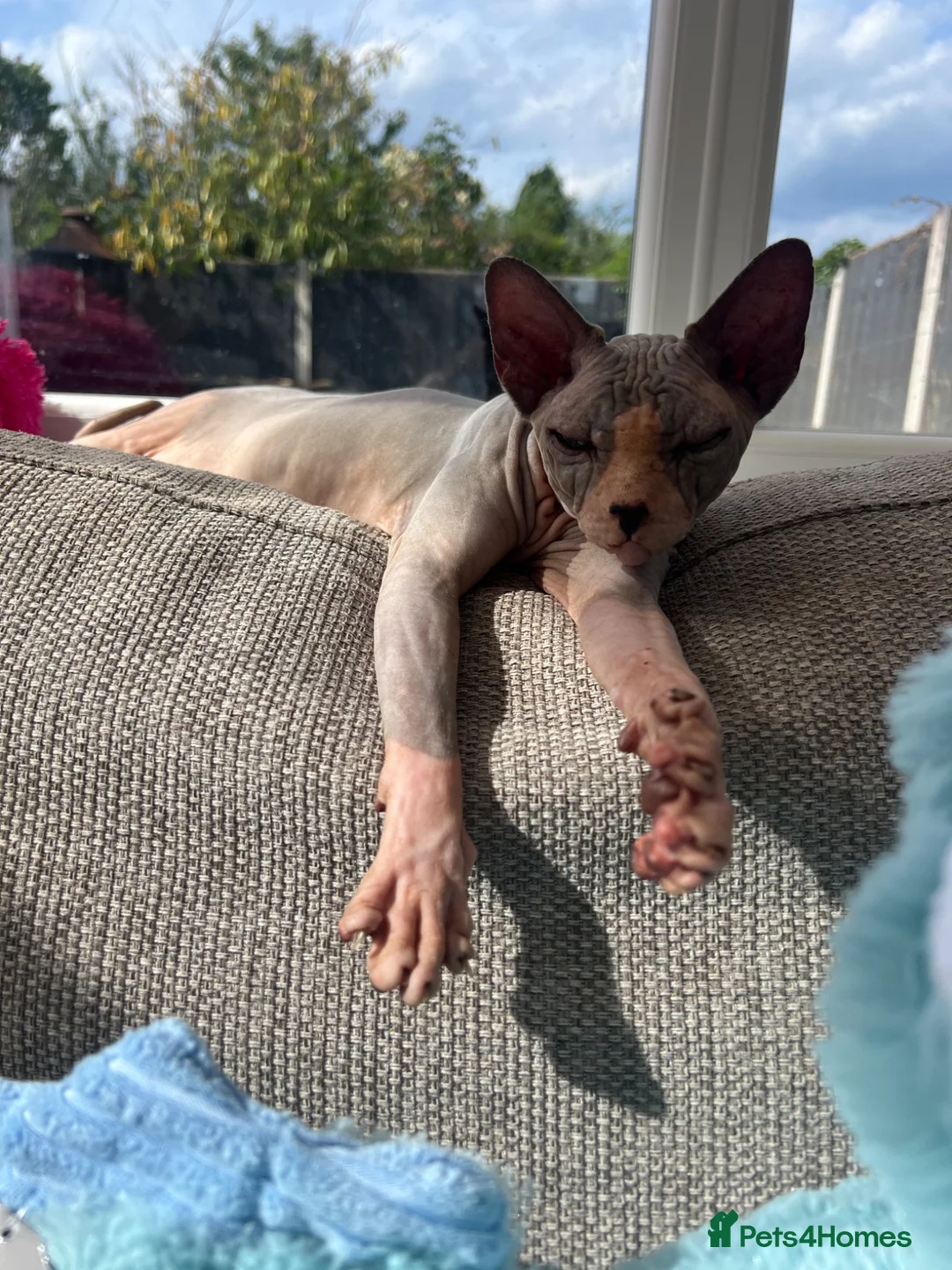 Sphynx cats for sale: Sphynx couple in need of loving home  in Derby - Advert 3
