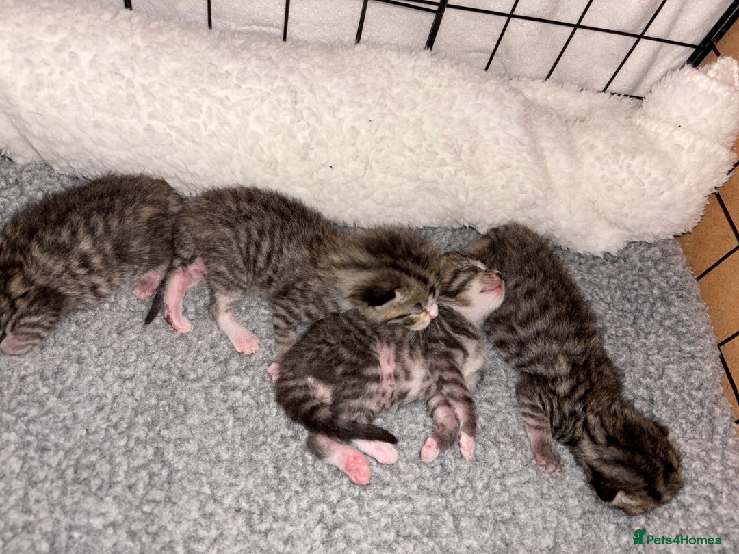 Mixed Breed cats for sale: 2 Tabby & 1 Black Female, 1 Black/White Male - Image 3