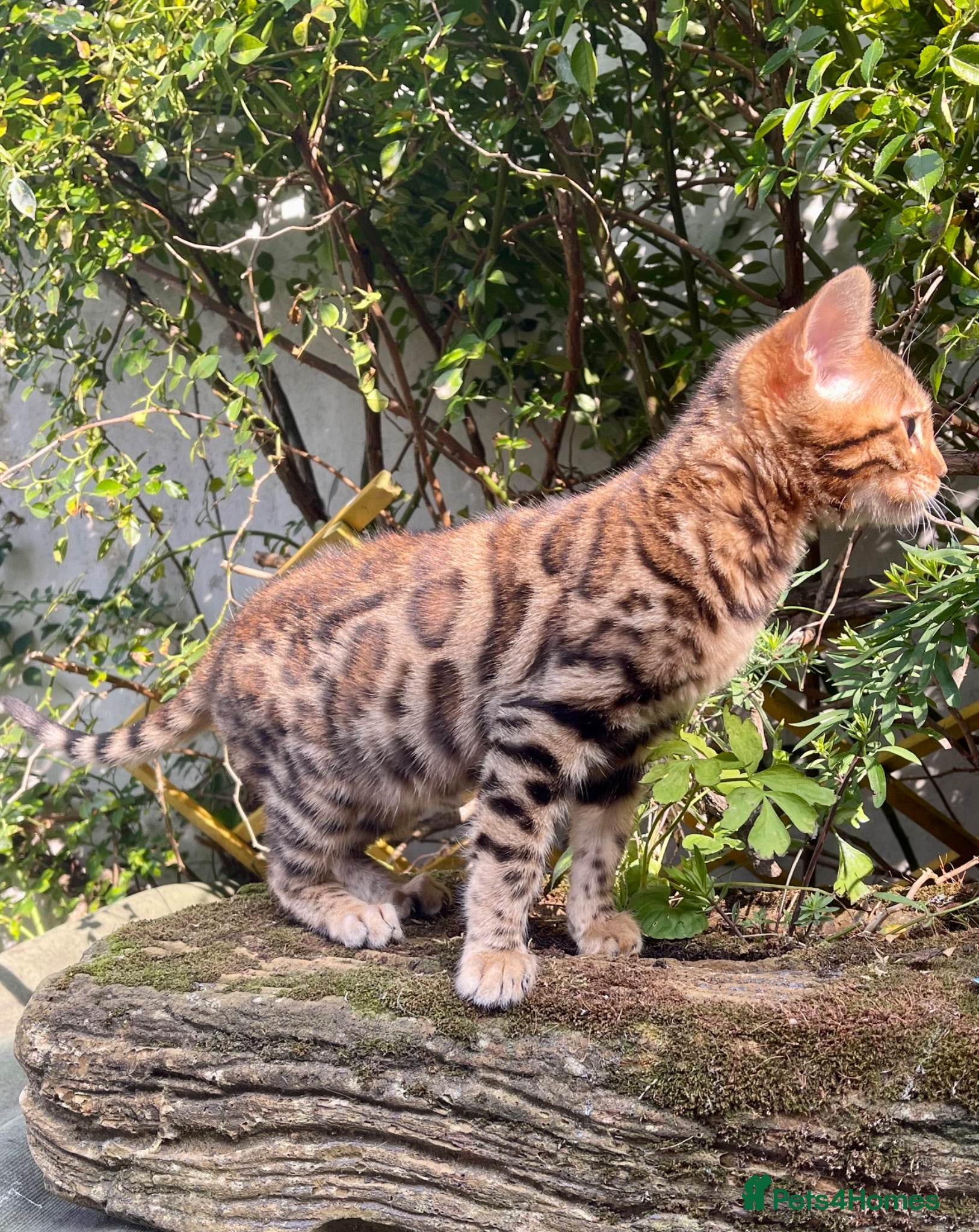 Bengal cats Show potential Bengal Boys - Advert 1